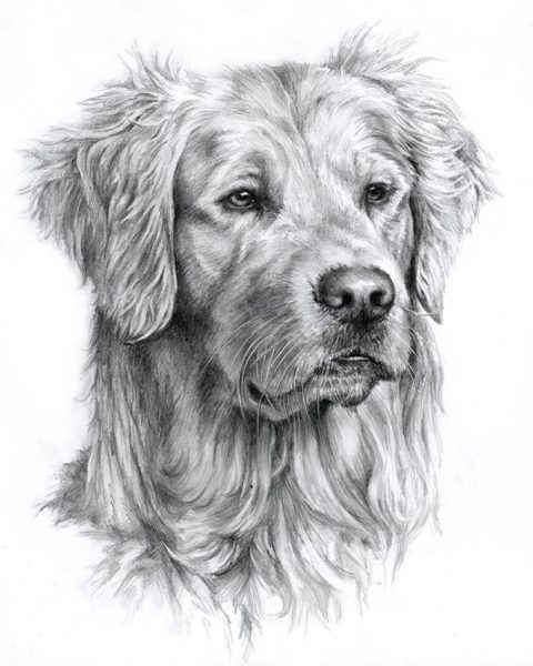 Golden Retriever 02 – Rysunek 