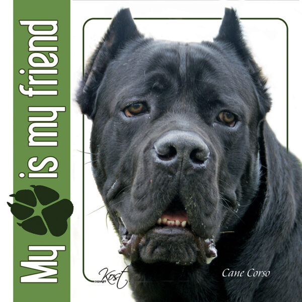 Cane Corso naklejka 14x14cm